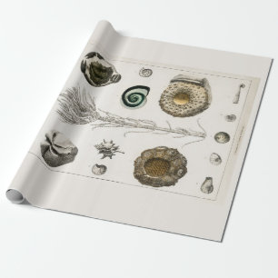 PAPEL DE PRESENTE PAPEL DE EMBALAGEM: GRÁFICO FÓSSEO DA VINTAGEM: GO