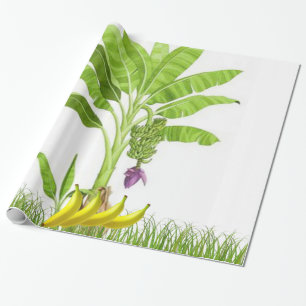 Papel De Presente Papel de enrolamento da árvore da banana