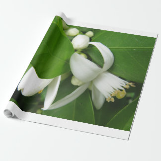 Papel De Presente Papel de enrolamento do lossom de laranja