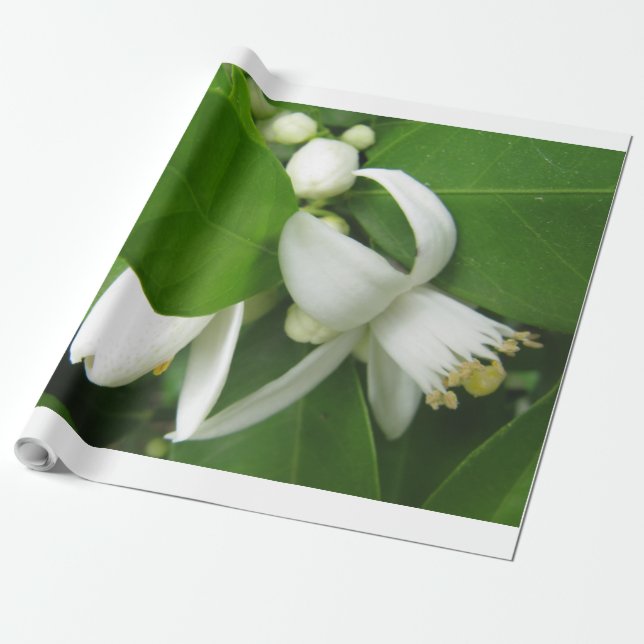 Papel De Presente Papel de enrolamento do lossom de laranja (Desenrolado)