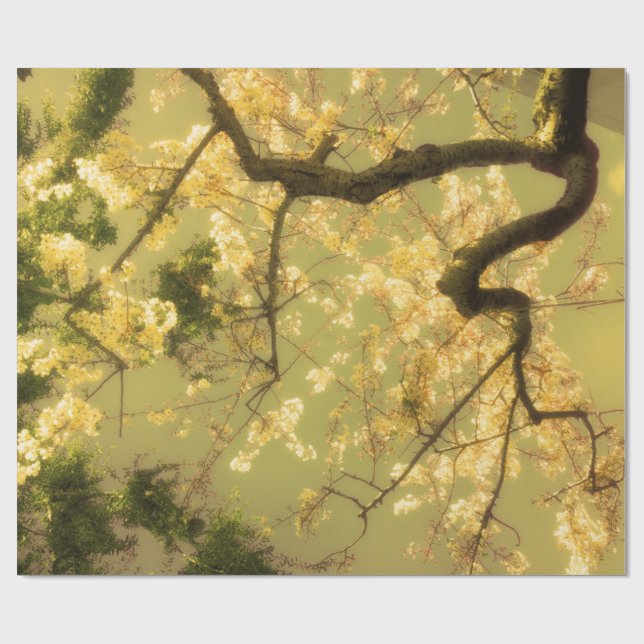 Papel De Presente Papel de enrolamento Papel Roll Ramificação de Flo (Aberto)