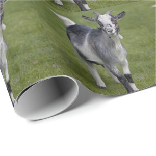 Papel De Presente Papel de envolvimento da cabra do pigmeu