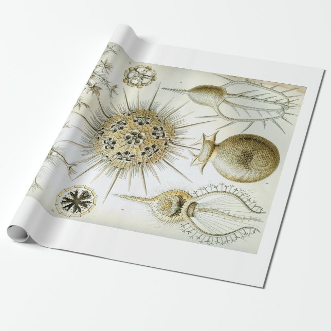 Papel De Presente Papel de envolvimento de Ernst Haeckel Phaeodaria (Desenrolado)