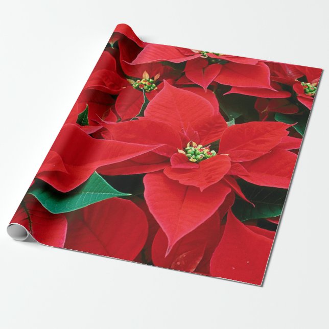 Papel De Presente Papel de Moldagem de Poinsettias de Natal (Desenrolado)