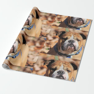 Papel De Presente Papel de ondulação Buddy Bulldog