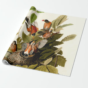 Papel De Presente Pássaro Americano Robin Wildlife