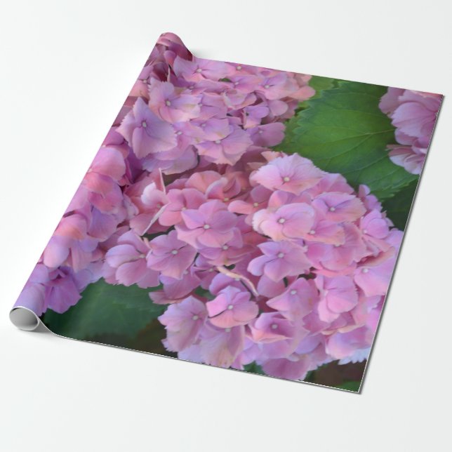 Papel De Presente Pastel rosa Hortensia hydrangea floresce (Desenrolado)