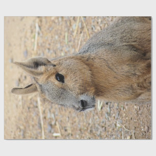 PAPEL DE PRESENTE PATAGONIAN MARA