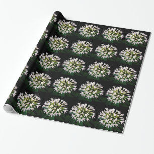 Papel De Presente Pentas Branca