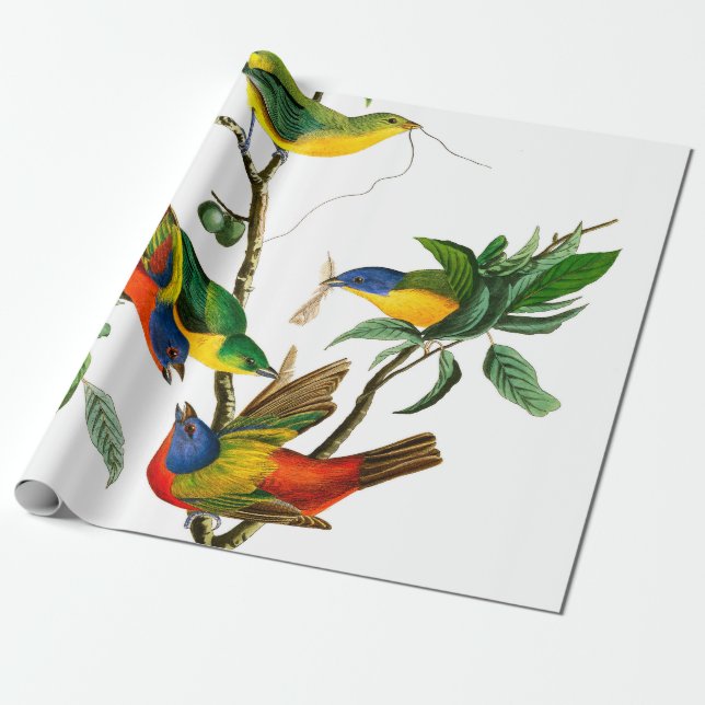 Papel De Presente Pintado Finch por John James Audubon (Desenrolado)