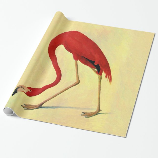 Papel De Presente Pintura em Flamingo Americano Audubon (Desenrolado)