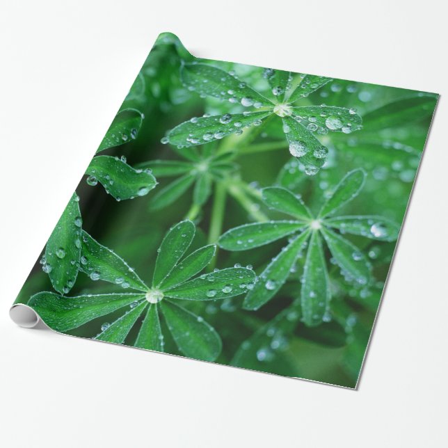 Papel De Presente Pinwheels verdes das folhas com pingos de chuva (Desenrolado)