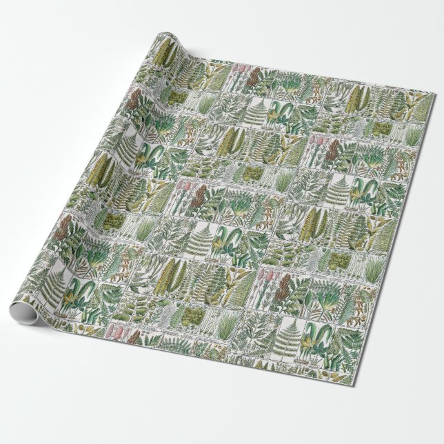 Papel De Presente Placa de Livro Botânico de Samambaias Estilizadas  (Desenrolado)