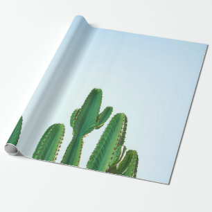 Papel De Presente Planta de cacto verde em fundo branco