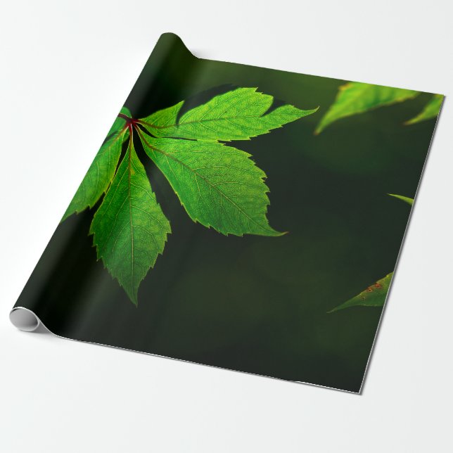 Papel De Presente Planta de textura de veias de folha (Desenrolado)