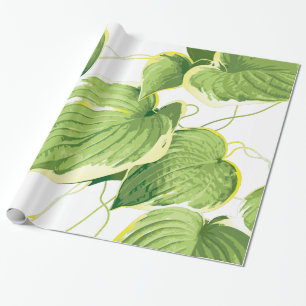 Papel De Presente Planta Ficus