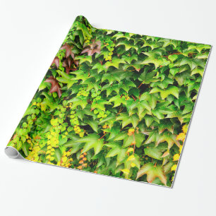 Papel De Presente Planta verde da conversão