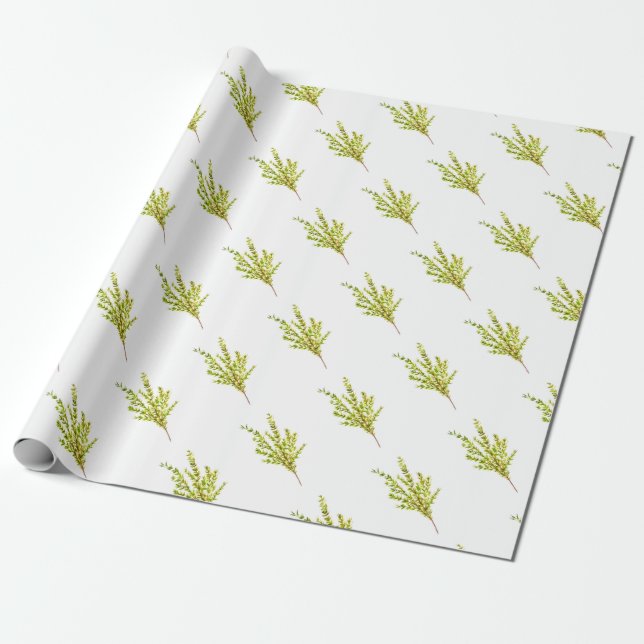 Papel De Presente Plantas aromáticas por tomilho (Desenrolado)