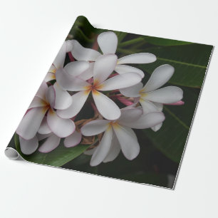 Papel De Presente Plumeria Branca