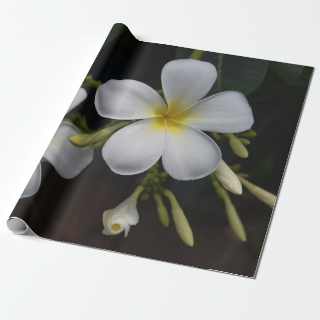 Papel De Presente Plumeria branco e amarelo (Desenrolado)