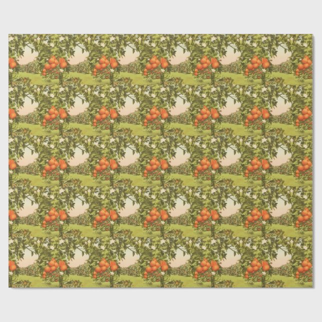 Papel De Presente Pomar de Laranja Antigo (Aberto)