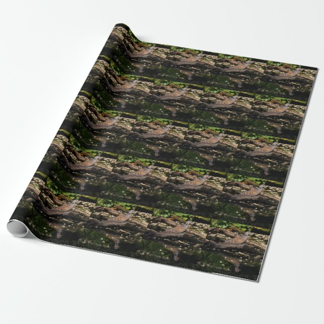 Papel De Presente Pombo-tartaruga europeia (Desenrolado)