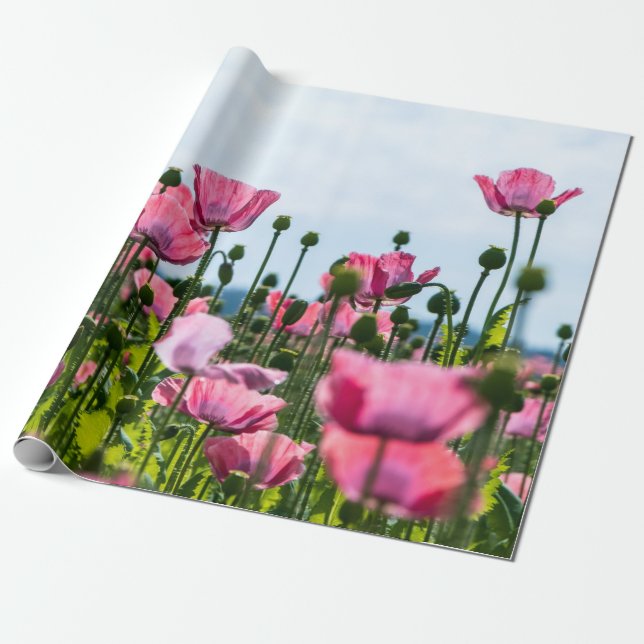 Papel De Presente Poppies Rosa (Desenrolado)