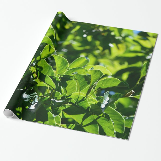 Papel De Presente primavera fresco, folhas verdes de verão. Natureza (Desenrolado)