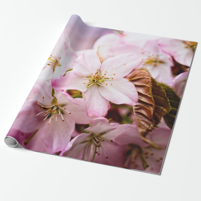 Papel De Presente Punhado de Sakura Rosa Contra o Fundo Rosa (Desenrolado)