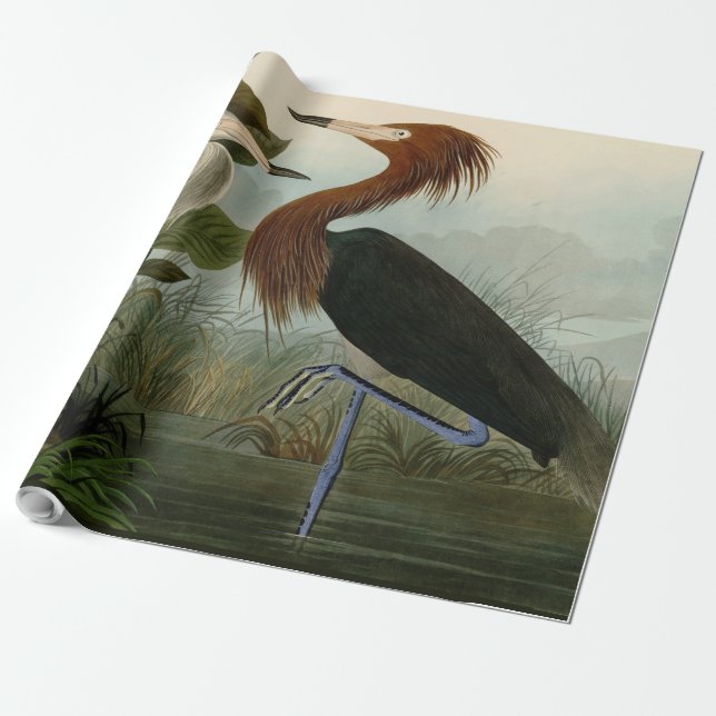 Papel De Presente Púrpura Heron Audubon Bird Willife Painting (Desenrolado)