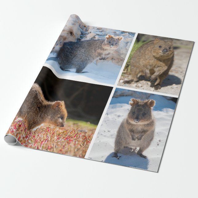 Papel De Presente Quokka feliz e bonito de Austrália (Desenrolado)