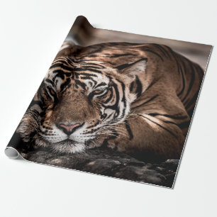 Papel De Presente ranthambore selvagem tigre macho Imagem de arte