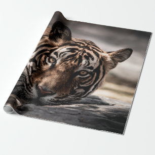 Papel De Presente ranthambore selvagem tigre macho Imagem de arte