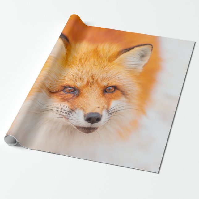 Papel De Presente Raposa vermelha japonesa em repouso, dormindo e br (Desenrolado)