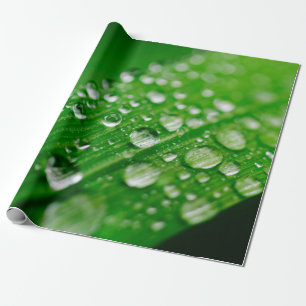 Papel De Presente relva-verde-branca