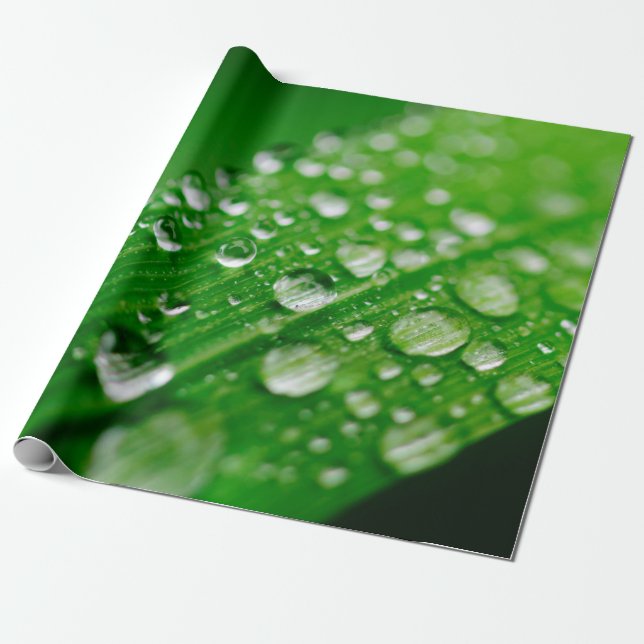 Papel De Presente relva-verde-branca (Desenrolado)