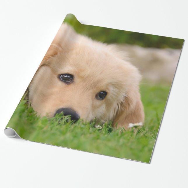Papel De Presente Retrato de Sonho Cachorro Cachorro Cachorro Cachor (Desenrolado)