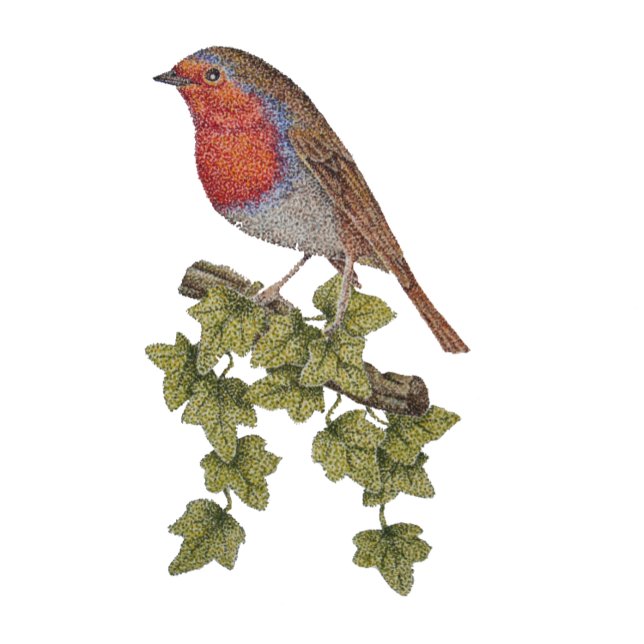 Papel De Presente Robin perched on ivy leafs wild birds (Criador carregado)