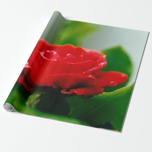Papel De Presente Rosa vermelha da manhã coberta com gotas de orvalh (Desenrolado)