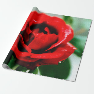 Papel De Presente Rosa vermelha Love