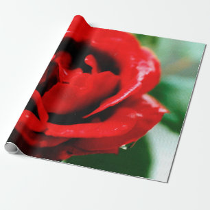 Papel De Presente Rosa vermelha magnífica com gotas de orvalho mati