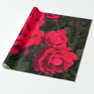 Papel De Presente rosa vermelha Rosarium