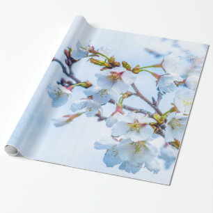 Papel De Presente Sakura - flor de cerejeira japonesa
