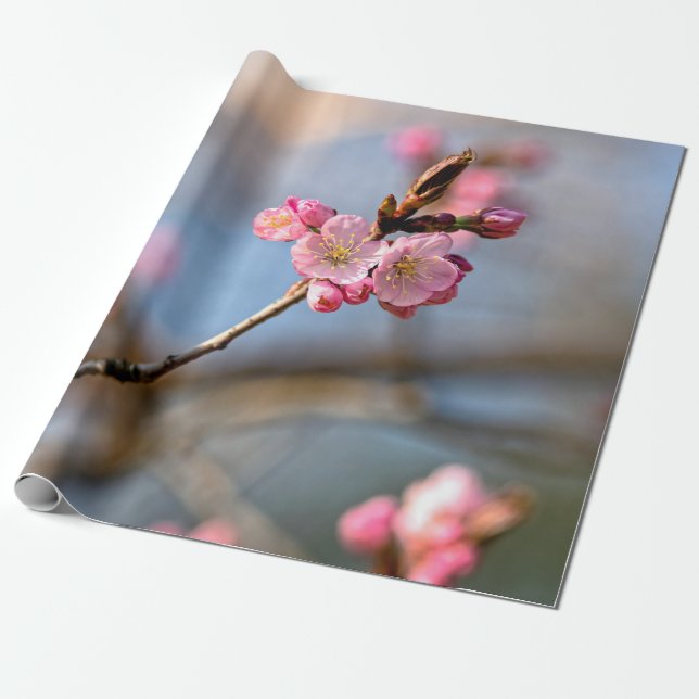 Papel De Presente Sakura Flores Contra O Fundo Das Cinzas (Desenrolado)