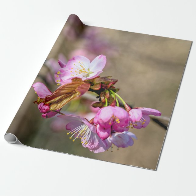 Papel De Presente Sakura Flores Contra O Fundo Verde (Desenrolado)