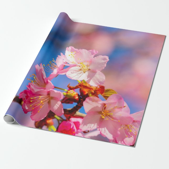 Papel De Presente Sakura Rosa Brilha Num Dia De Primavera (Desenrolado)
