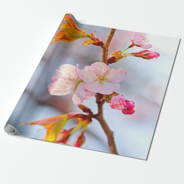 Papel De Presente Sakura rosa contra o fundo cinzento (Desenrolado)