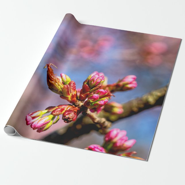 Papel De Presente Salas de Árvores de Cereja Sakura. O Início Da Pri (Desenrolado)