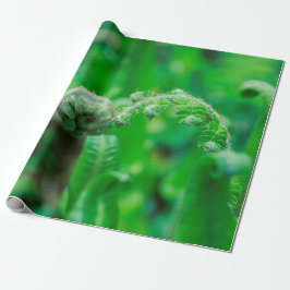 Papel De Presente Samambaias Unfurling