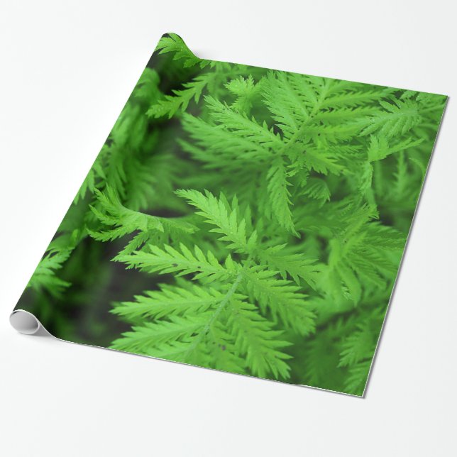Papel De Presente Samambaias verdes Feathery (Desenrolado)